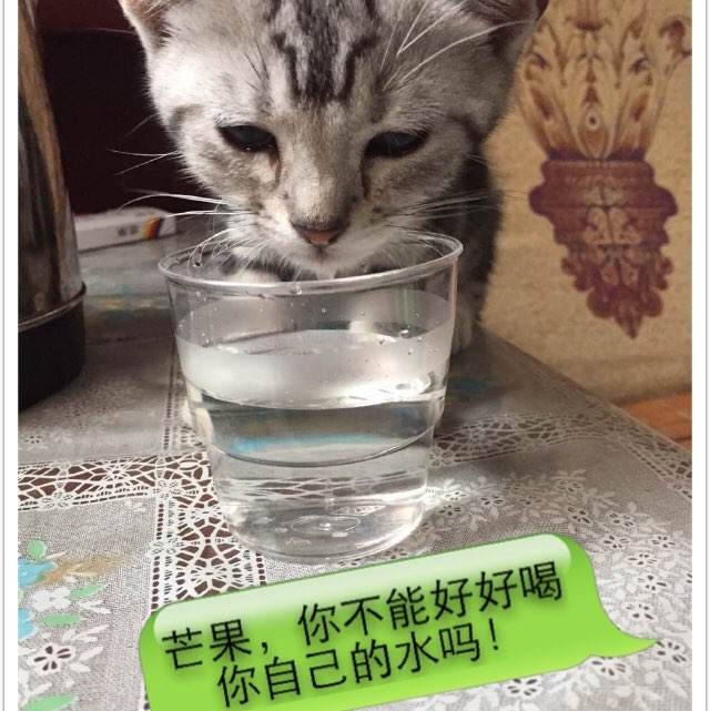 塞尔维亚驾照买个多少钱